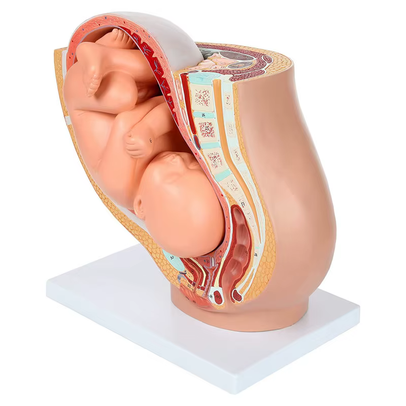 Modèle anatomique du placenta pour l'étude du développement fœtal humain au 9ème mois, modèle pelvien embryonnaire du fœtus