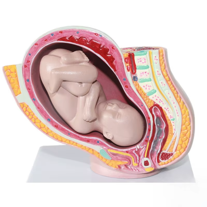 Section pelvienne humaine féminine, modèle anatomique de grossesse, modèle de foetus de bébé de neuf mois avec mère et fœtus amovibles JVLAB