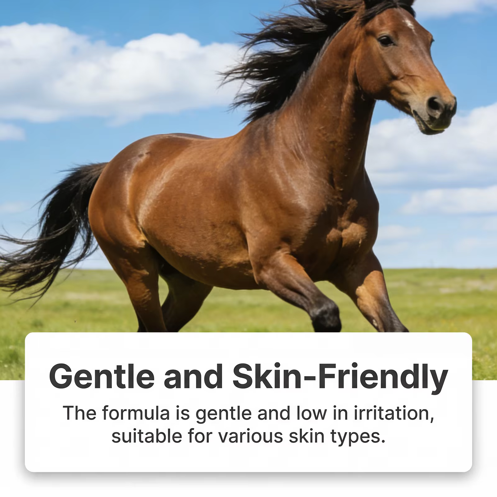 Gel pour les muscles et les articulations des chevaux avec calendula naturelle Q10, soin apaisant pour la peau, pour le confort équin, gel de récupération léger pour l'entraînement, 60g
