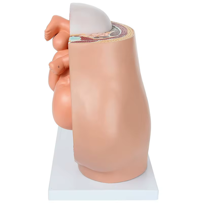 Modèle anatomique du placenta pour l'étude du développement fœtal humain au 9ème mois, modèle pelvien embryonnaire du fœtus