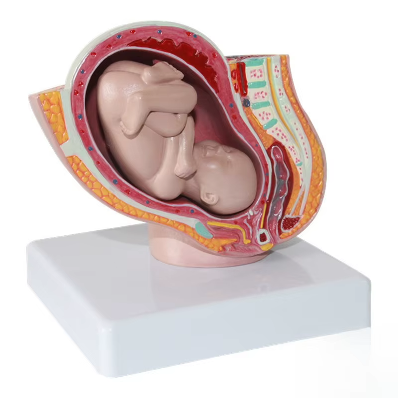 Section pelvienne humaine féminine, modèle anatomique de grossesse, modèle de foetus de bébé de neuf mois avec mère et fœtus amovibles JVLAB